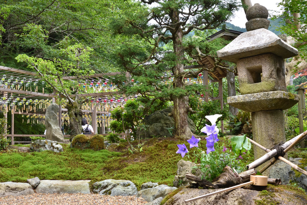 風鈴寺の桔梗