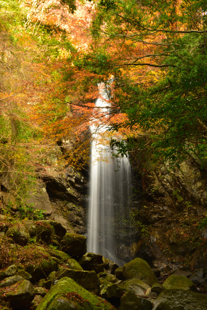 白藤の滝
