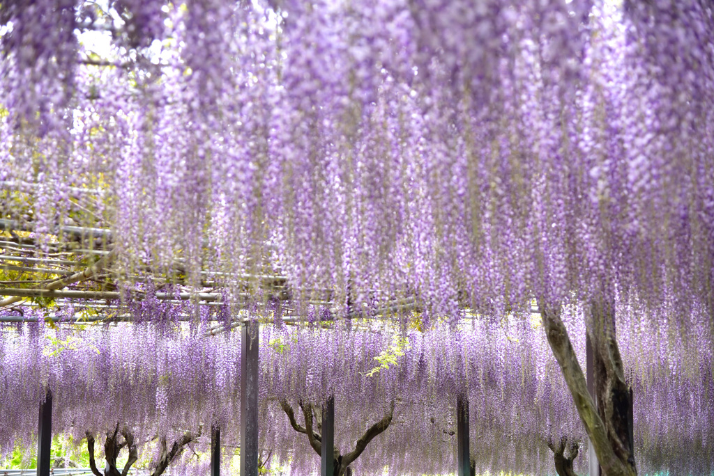 薄紫の雲そよぐ