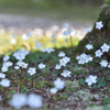ちいさなちいさな花畑