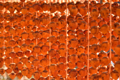 柿柿柿柿柿柿柿