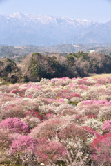 八分咲まで