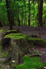 moss green