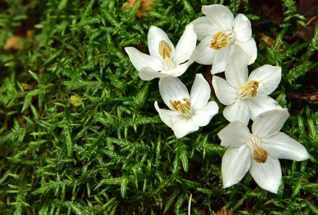 苔と花