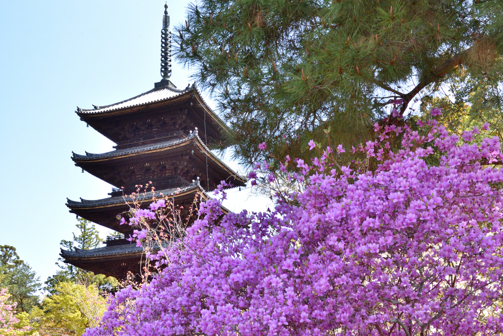 仁和寺の春