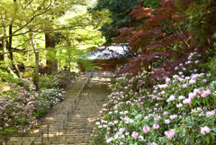 石楠花の寺
