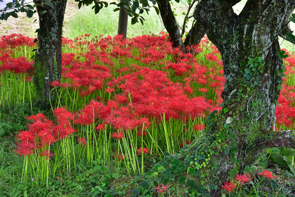 Red and Green