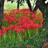 Red and Green