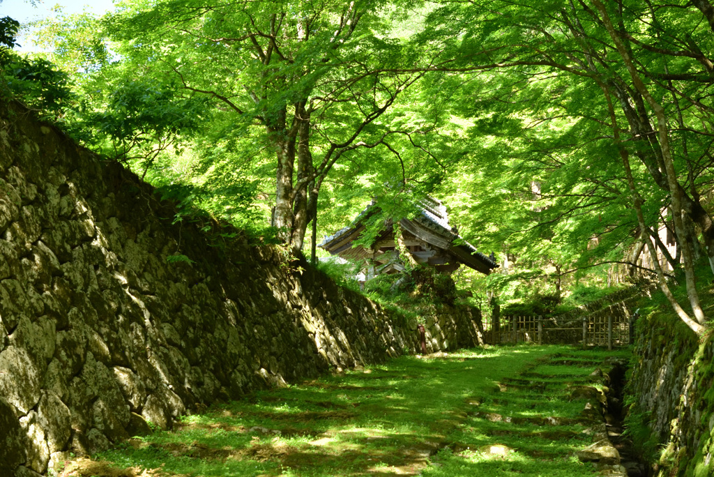 新緑の百済寺