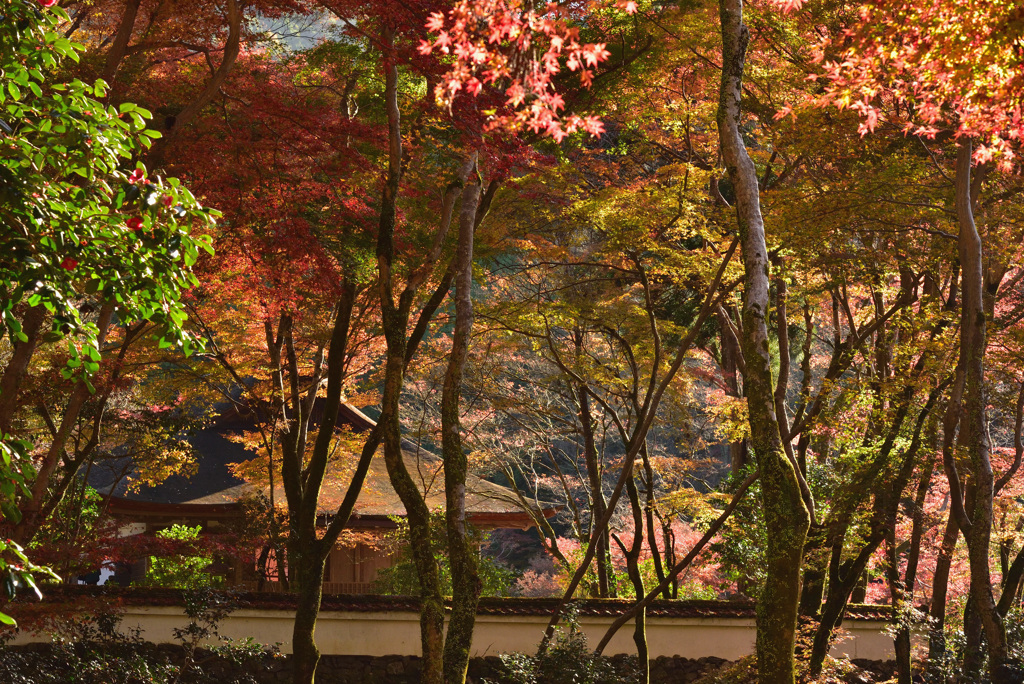 秋色高山寺