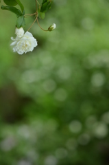 恋をするには若すぎる