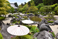 傘の花が咲く