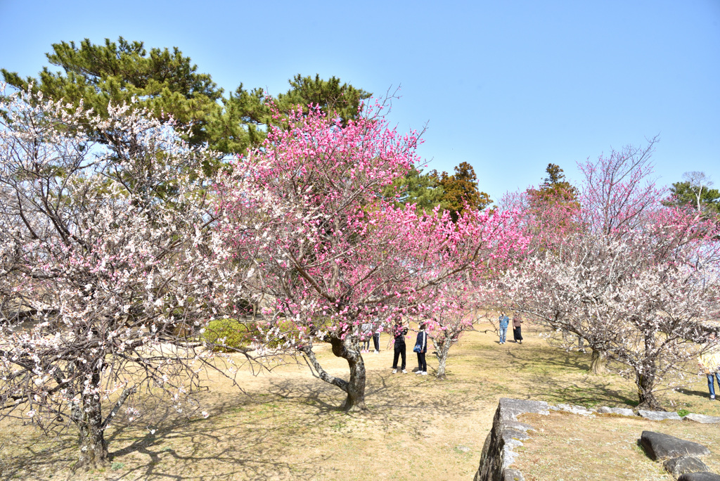 松坂城公園　梅林