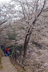 奥千本には桜と雪があった