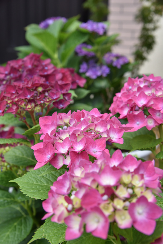 君に見せたかった紫陽花