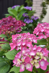 君に見せたかった紫陽花