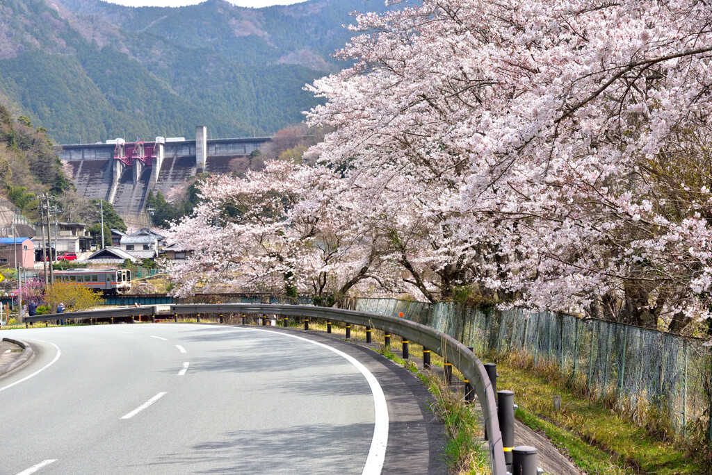 ダムと桜と名松線