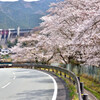 ダムと桜と名松線