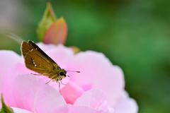 薔薇とセセリン