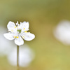 春の花