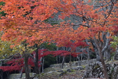 秋の配色