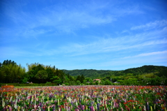 久しぶりの青い空