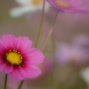 晩秋桜　2