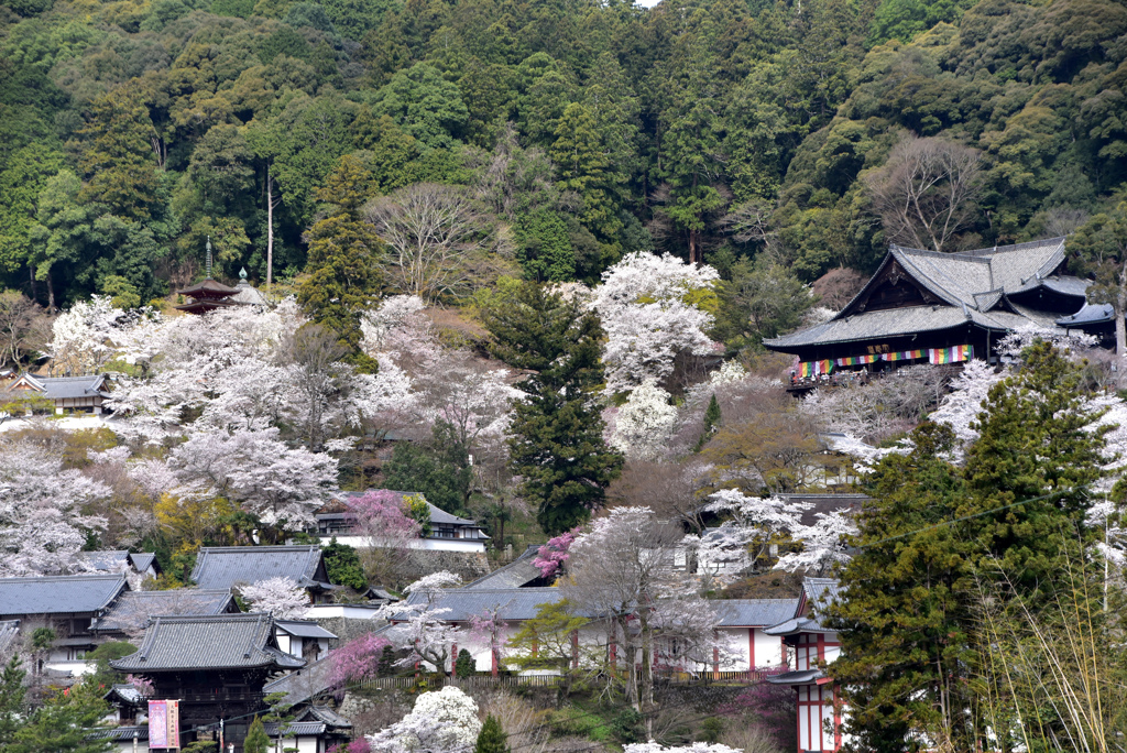 花の御寺　リターンズ