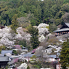 花の御寺　リターンズ
