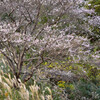 冬桜