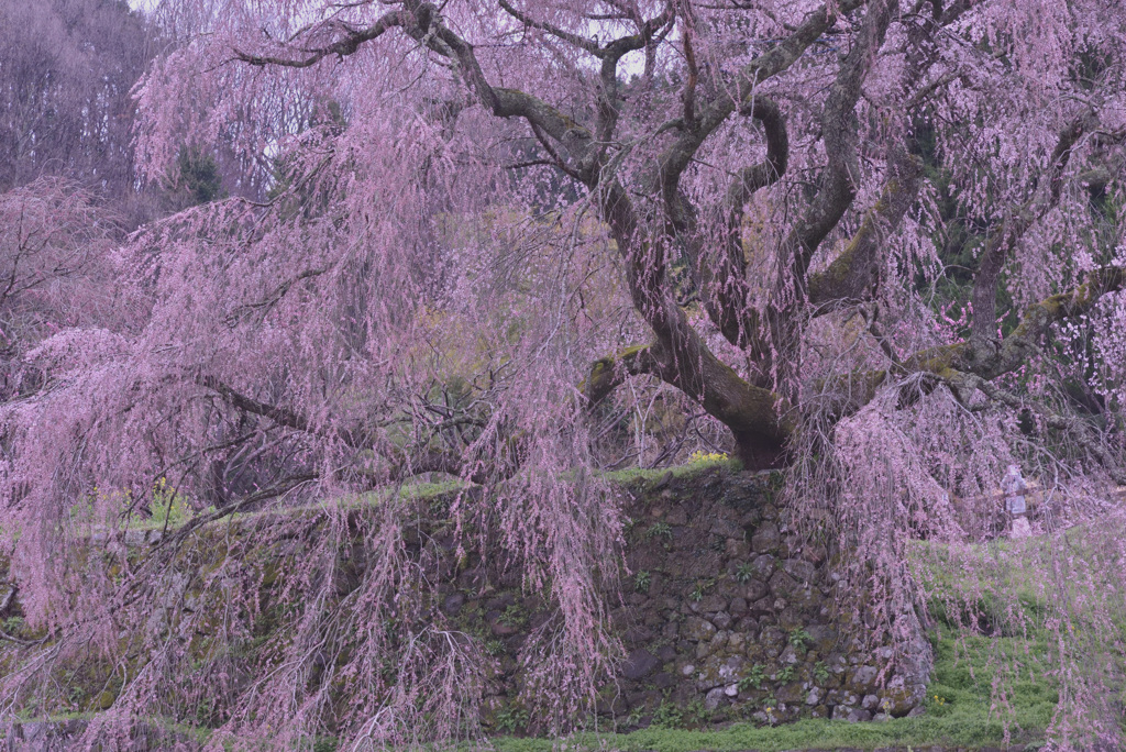 花は桜木人は武士