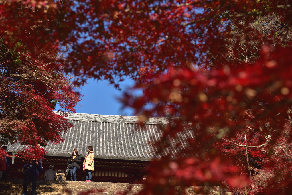 秋盛の神護寺