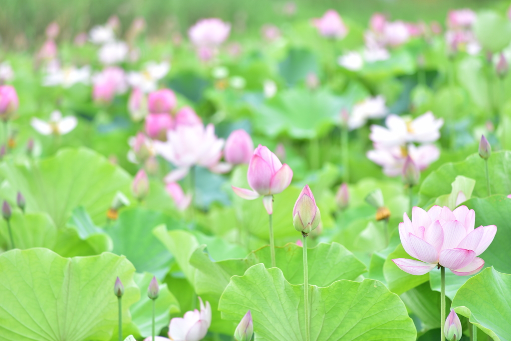 summer flowers