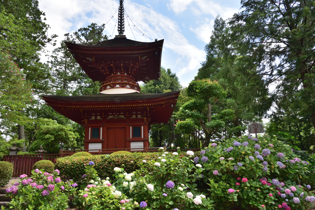 紫陽花と多宝塔