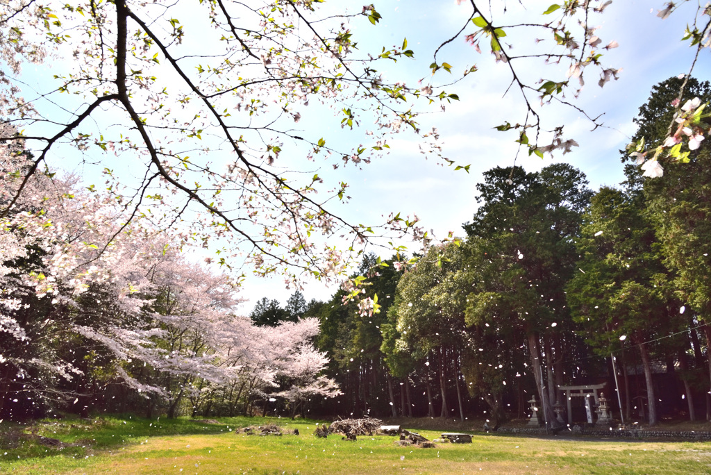 桜散る