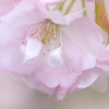 横輪桜の特徴　1