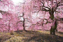 人はいさ心も知らず故里は花ぞ昔の香ににほひける