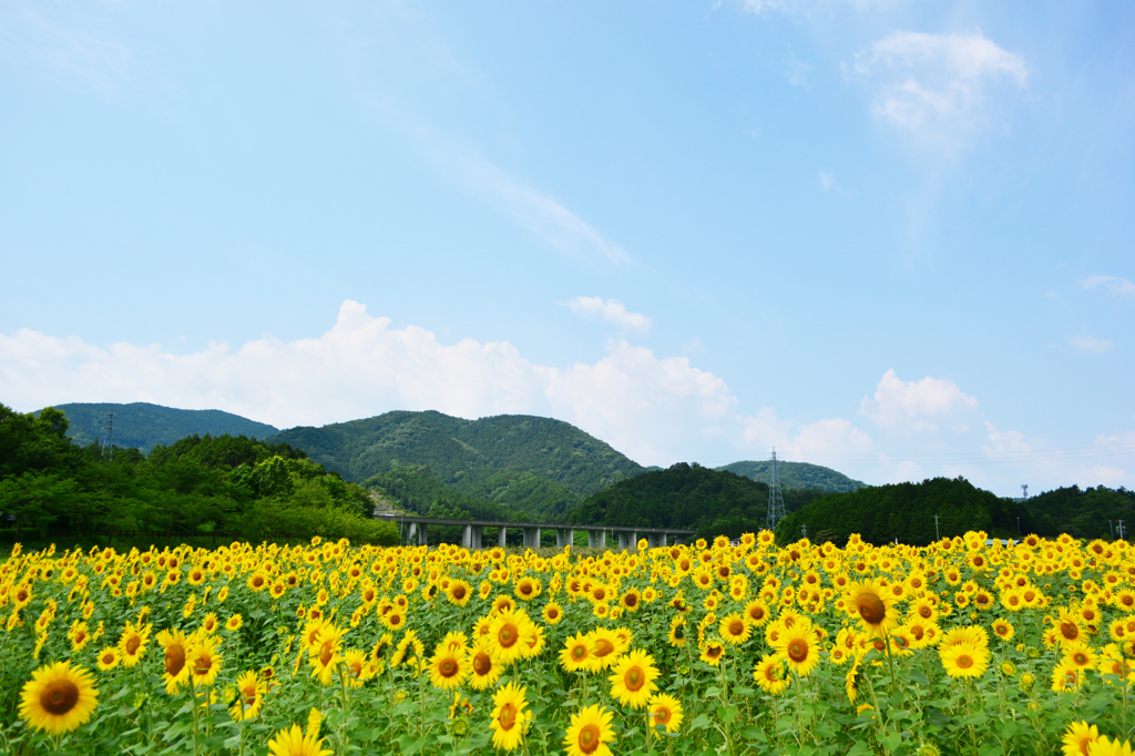 夏が来た！