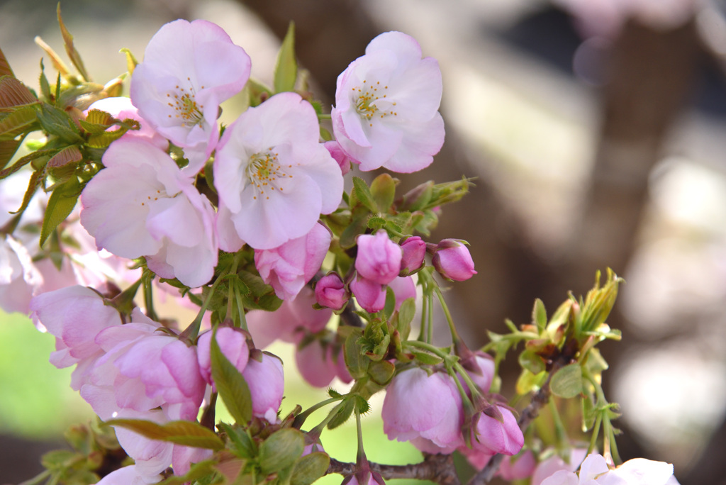 横輪桜