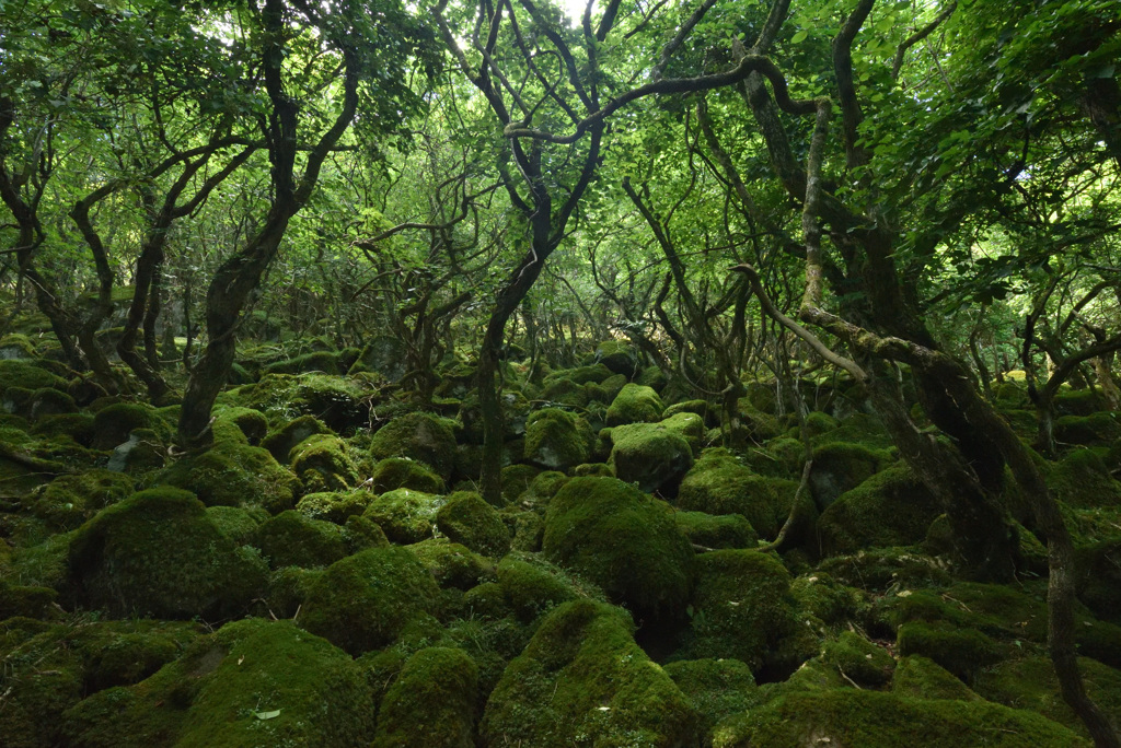 一面の緑