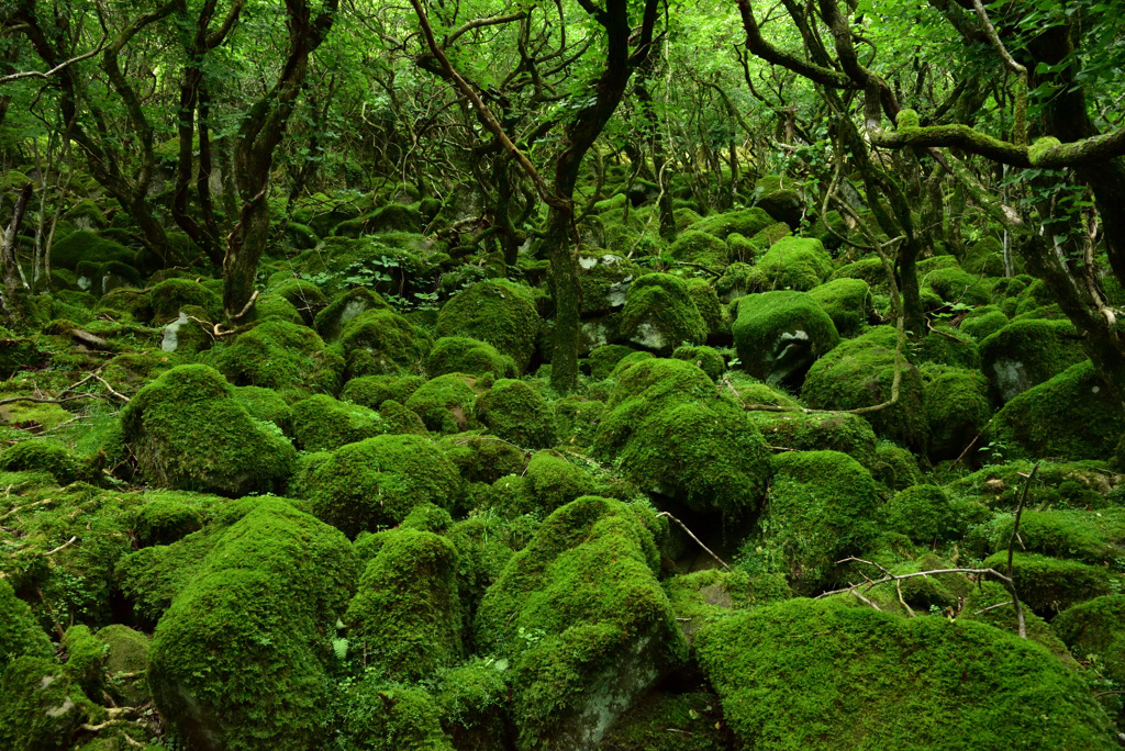 苔むす