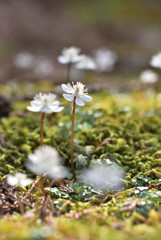 春の花