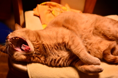 退屈日和は猫日和
