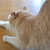 猫背矯正