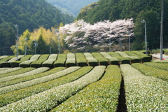 そんなカーナビに騙されて