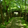 木洩れ日の参道