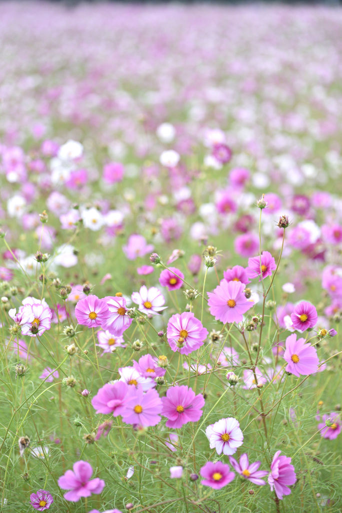 秋桜