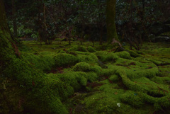 苔模様