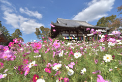 日本最古のコスモス名所