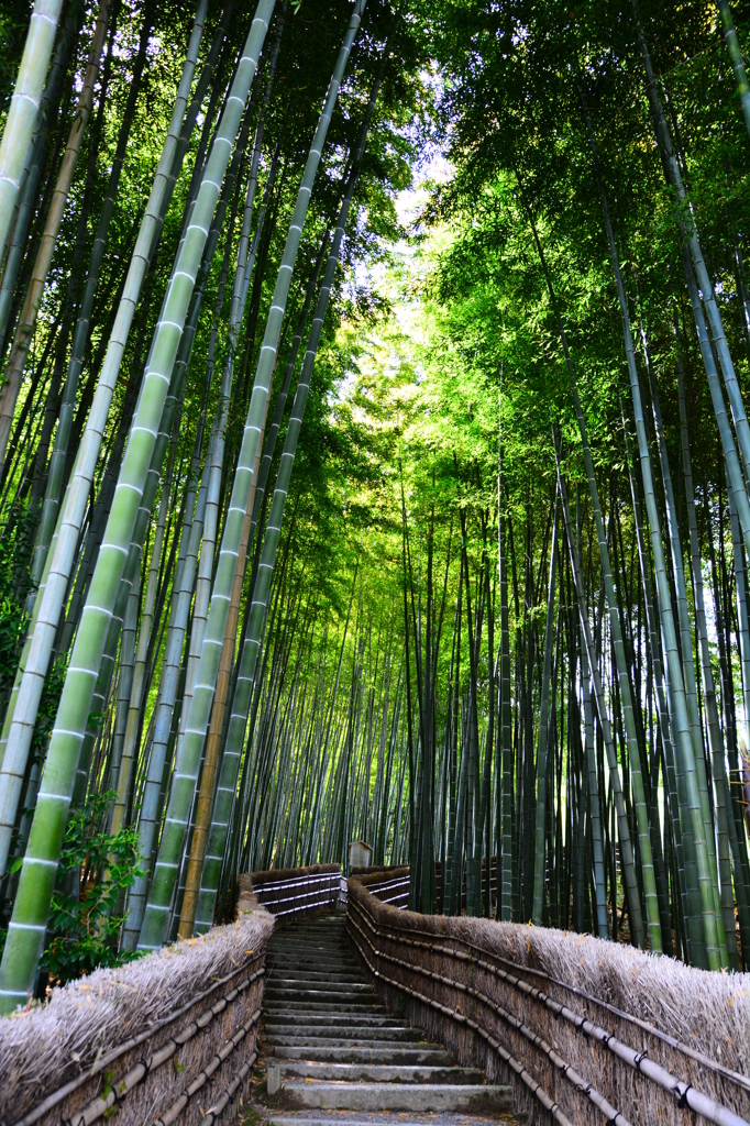 Stairway through bamboo